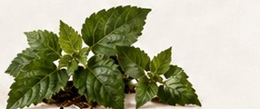 Deep green patchouli leaves.