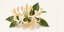Honeysuckle blossoms on the vine.