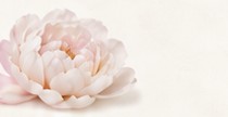 A pale pink peony bloom.