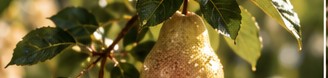 Two ripe pears hanging among green leaves.